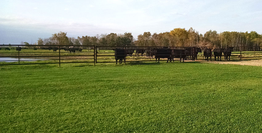 Circle J angus cattle in field