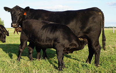 Black Angus cow and calf at Circle J Angus